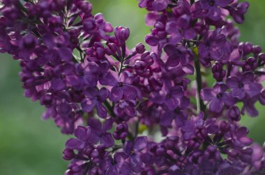 Leylak çiçekleri manzarayı kapatır. Leylak çiçeğinin makro görünümü