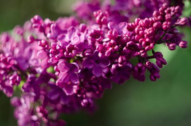 Leylak çiçekleri manzarayı kapatır. Leylak çiçeğinin makro görünümü