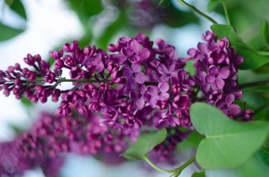 Leylak çiçekleri manzarayı kapatır. Leylak çiçeğinin makro görünümü