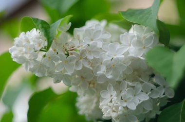 Leylak çiçekleri manzarayı kapatır. Leylak çiçeğinin makro görünümü