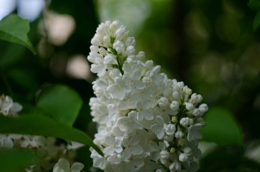 Leylak çiçekleri manzarayı kapatır. Leylak çiçeğinin makro görünümü
