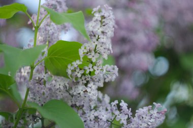 Leylak çiçekleri manzarayı kapatır. Leylak çiçeğinin makro görünümü