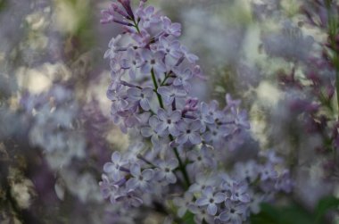 Leylak çiçekleri manzarayı kapatır. Leylak çiçeğinin makro görünümü