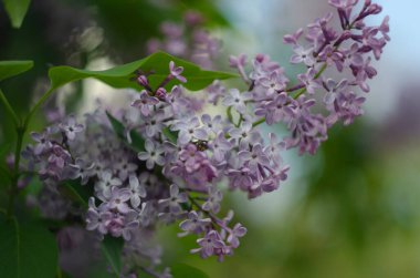 Leylak çiçekleri manzarayı kapatır. Leylak çiçeğinin makro görünümü