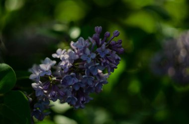 Leylak çiçekleri manzarayı kapatır. Leylak çiçeğinin makro görünümü