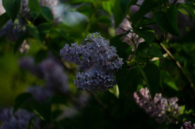 Leylak çiçekleri manzarayı kapatır. Leylak çiçeğinin makro görünümü