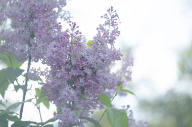 Leylak çiçekleri manzarayı kapatır. Leylak çiçeğinin makro görünümü