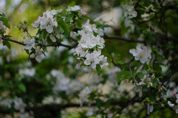 ライラックの花が視界を閉じます ライラックの花のマクロビュー — ストック写真