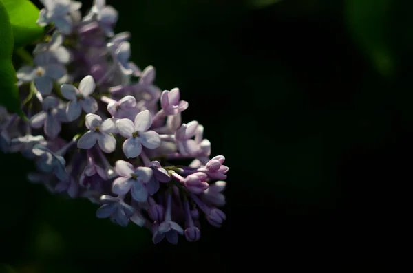 Lilac Flowers Close View Macro View Lilac Flower — Stock Photo, Image