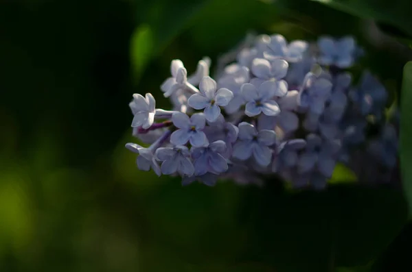 Lilac Bloemen Van Dichtbij Bekijken Macro Uitzicht Lila Bloem — Stockfoto