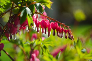 Lamprocapnos spektabilis (Dicentra spektabilis) - Pembe Kalp Şekilli Çiçek Detayları