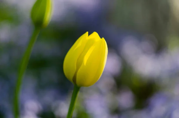 Frühlingsblumen Tulpen Gelbe Tulpenknospe Auf Verschwommenem Hintergrund Mit Einer Kopie — Stockfoto