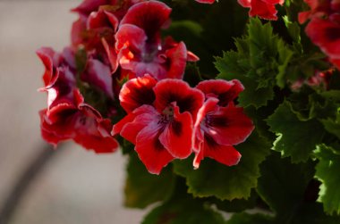 Botanik bahçesinin serasında pembe sardunya pelargonyum. Seçici odak.