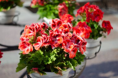 Botanik bahçesinin serasında pembe sardunya pelargonyum. Seçici odak.