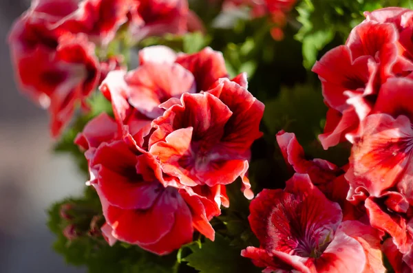 Pelargonium Gerânio Rosa Estufa Jardim Botânico Foco Seletivo — Fotografia de Stock