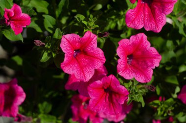 Parkta renkli petunyalar, yakın plan, seçici odak