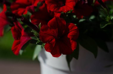 Parkta renkli petunyalar, yakın plan, seçici odak