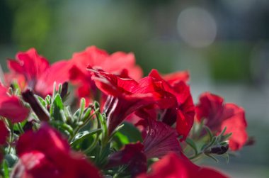 Parkta renkli petunyalar, yakın plan, seçici odak