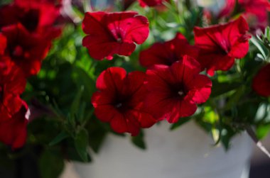 Parkta renkli petunyalar, yakın plan, seçici odak