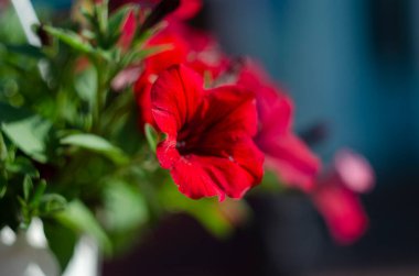 Parkta renkli petunyalar, yakın plan, seçici odak