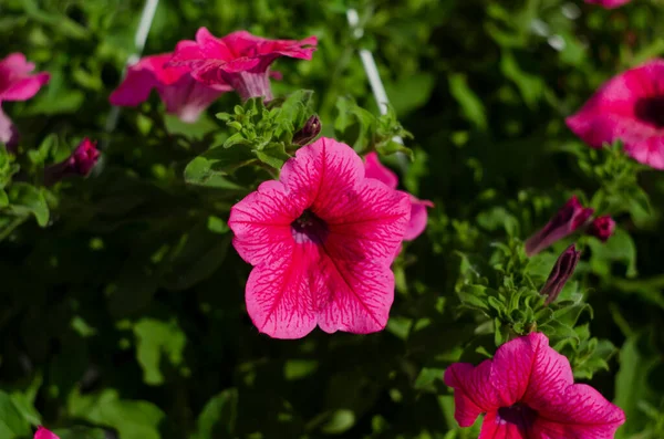 Petúnias Coloridas Parque Close Foco Seletivo — Fotografia de Stock