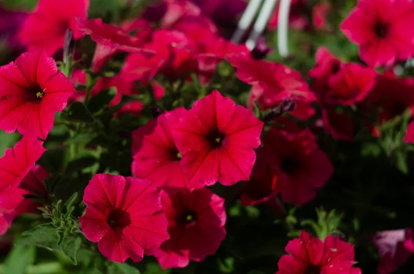 Kleurrijke Petunia Een Park Close Selectieve Focus — Stockfoto