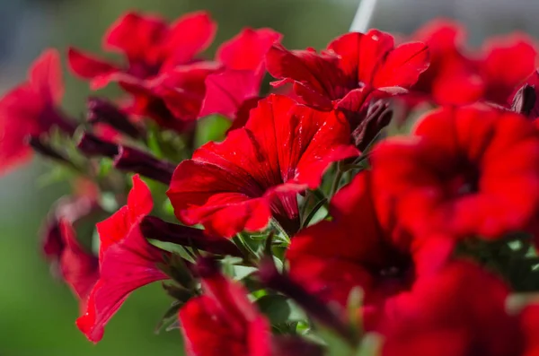 Petunias Coloridas Primer Plano Del Parque Enfoque Selectivo —  Fotos de Stock