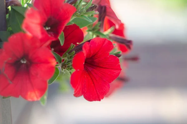 Kleurrijke Petunia Een Park Close Selectieve Focus — Stockfoto