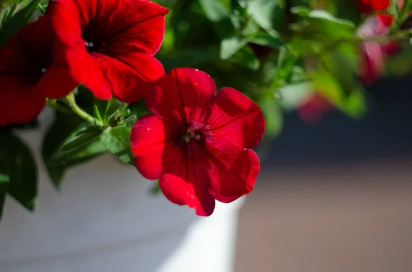 Kleurrijke Petunia Een Park Close Selectieve Focus — Stockfoto