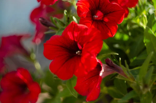 Petunias Coloridas Primer Plano Del Parque Enfoque Selectivo —  Fotos de Stock