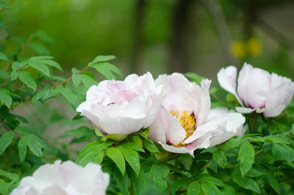 Flower Paeonia Suffruticosa Pink Blooms Garden Spring — Stock Photo, Image
