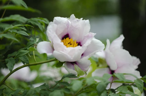 Flower Paeonia Suffruticosa Pink Blooms Garden Spring — Stock Photo, Image