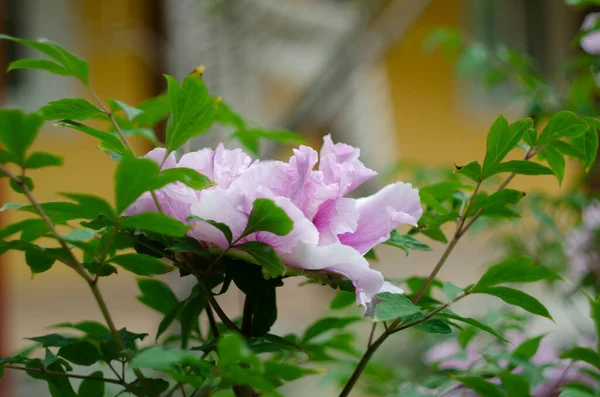 Fiore Paeonia Suffruticosa Rosa Fiorisce Giardino Primavera — Foto Stock