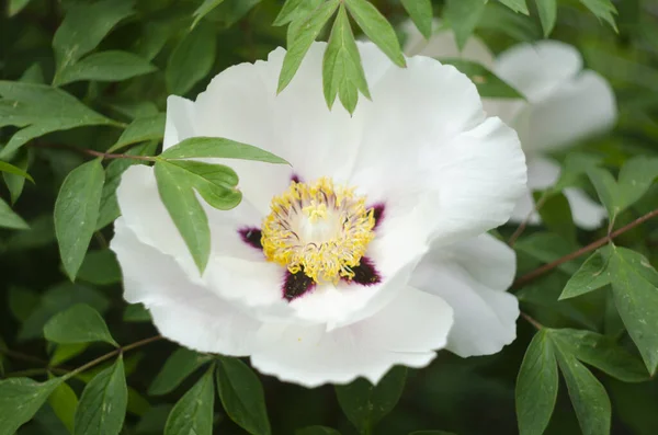 Blütenpaeonia Suffruticosa Rosa Blüht Frühling Garten — Stockfoto