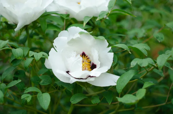 Blütenpaeonia Suffruticosa Rosa Blüht Frühling Garten — Stockfoto