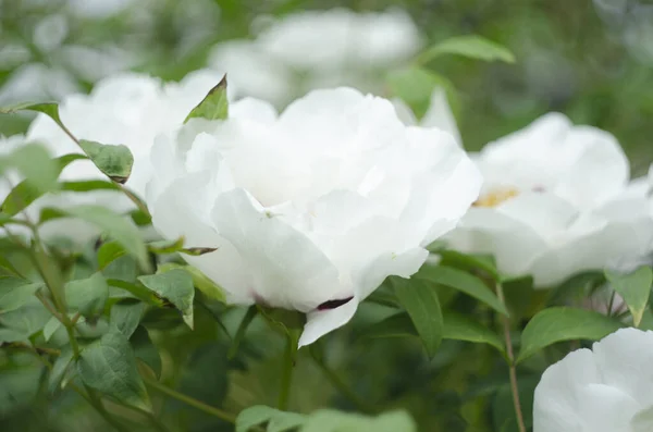 Kwiat Paeonia Suffruticosa Różowe Kwiaty Ogrodzie Wiosną — Zdjęcie stockowe