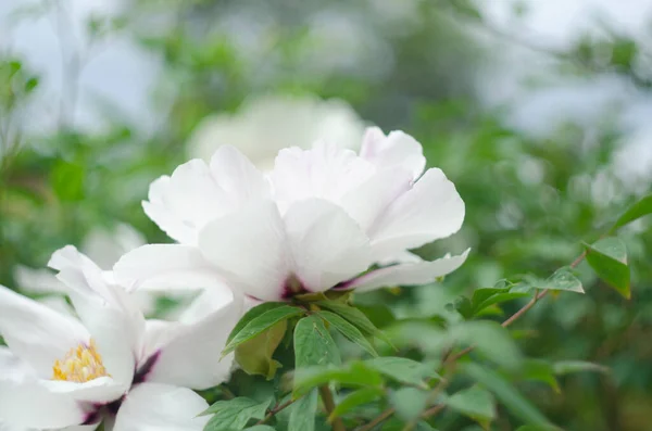 Blütenpaeonia Suffruticosa Rosa Blüht Frühling Garten — Stockfoto