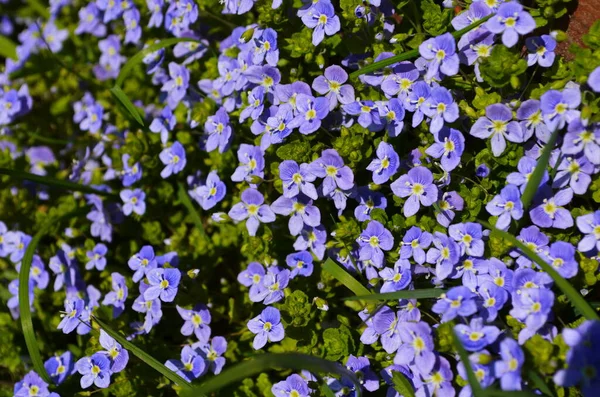 Hermosa Verónica Chamadris Flores Azules Primavera Fondo Floral Verónica Alpine — Foto de Stock