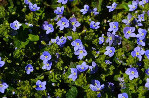 Krásná Veronica Chamadris Modré Květy Jaře Květinové Pozadí Veronica Alpine — Stock fotografie