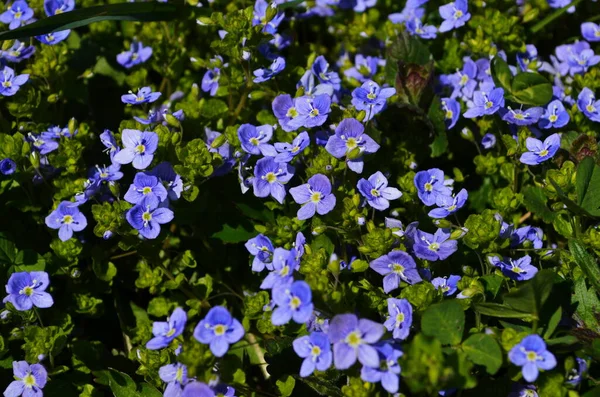 Krásná Veronica Chamadris Modré Květy Jaře Květinové Pozadí Veronica Alpine — Stock fotografie