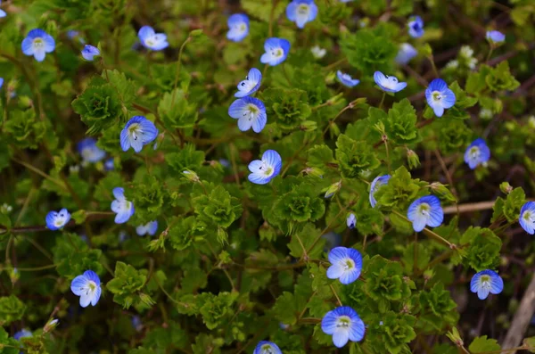 Prachtige Veronica Chamadris Blauwe Bloemen Het Voorjaar Bloemen Achtergrond Veronica — Stockfoto