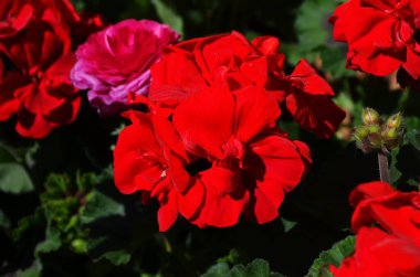 Yaz bahçesinde kırmızı sardunya çiçekleri. Parlak pelargonyum. Çiçek arkaplanı..