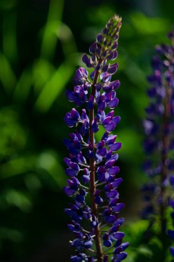 Lupinus, lupin, mor ve mavi çiçekli lupin tarlası. Bir grup lupin yaz çiçeği arkaplanı
