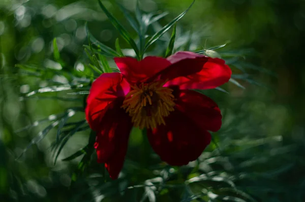 Kırmızı Şakayık Çiçekleri Yakın Plan — Stok fotoğraf