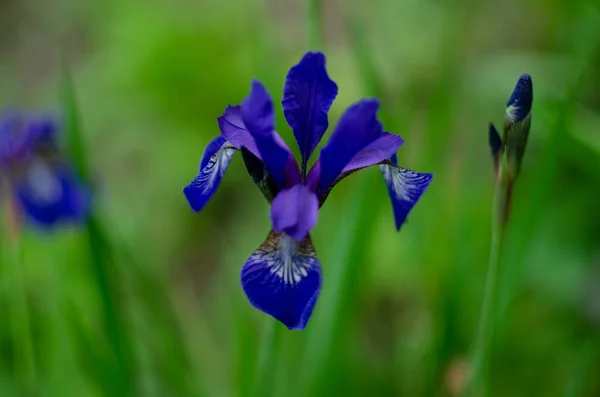 Fiori Blu Iris Versicolor Splendidamente Fioritura Giardino — Foto Stock