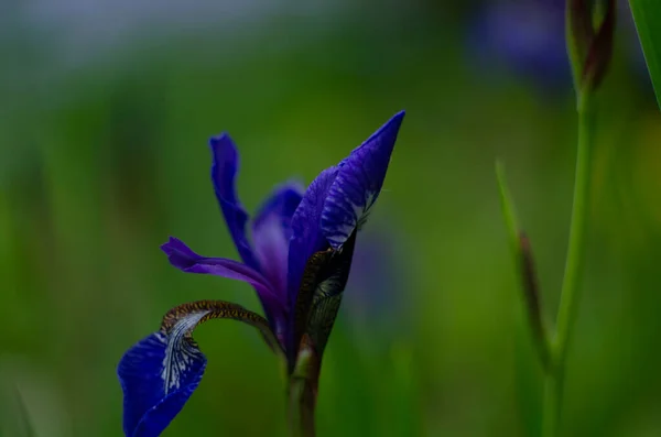 Modré Květy Iris Versicolor Krásně Kvetoucí Zahradě — Stock fotografie