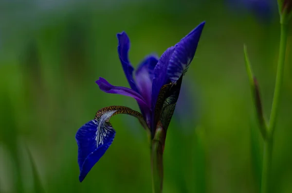 Bunga Biru Iris Versicolor Indah Mekar Taman — Stok Foto