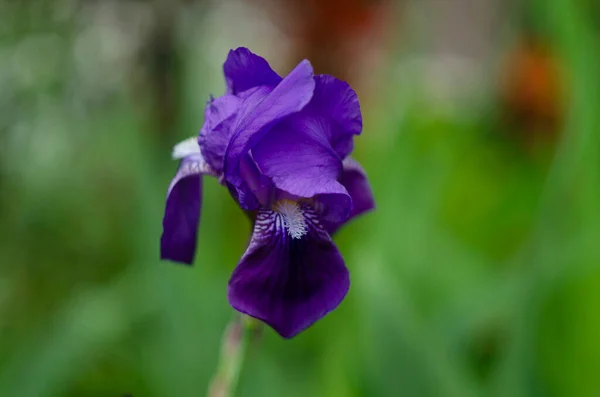 Niebieskie Kwiaty Iris Versicolor Pięknie Kwitnące Ogrodzie — Zdjęcie stockowe