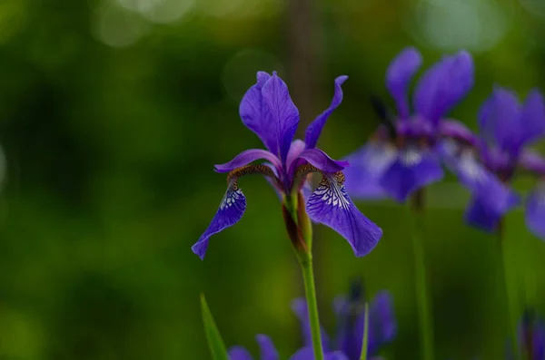 Fleurs Bleues Iris Versicolor Magnifiquement Fleurissant Dans Jardin — Photo