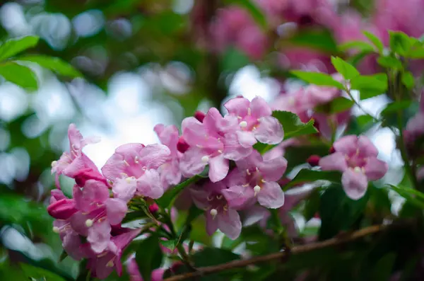 庭のWeigelaの鮮やかなピンクの花 — ストック写真